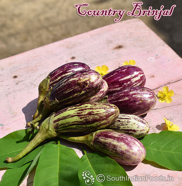 Country brinjal