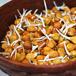 Chickpea sprouts 