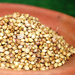 Coriander Seed 
