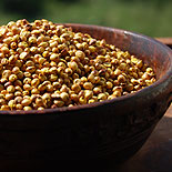 Yellow grain sorghum manjal cholam