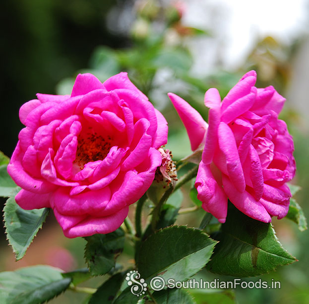 Perfect afghan rose in my garden