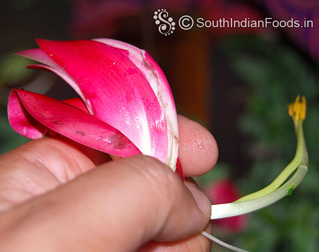 Remove stigma from agathi keerai flowers