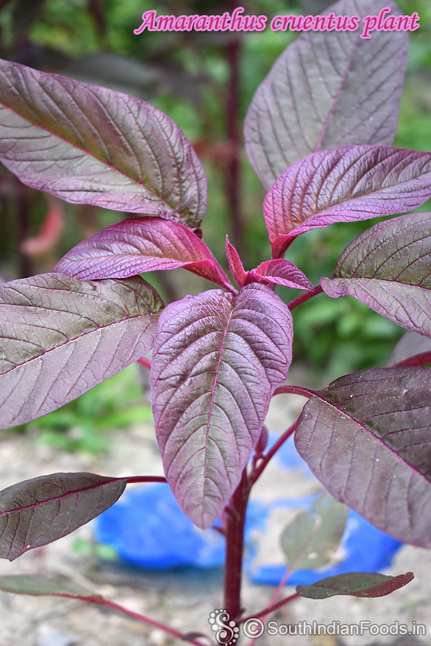 Amaranthus cruentus plant