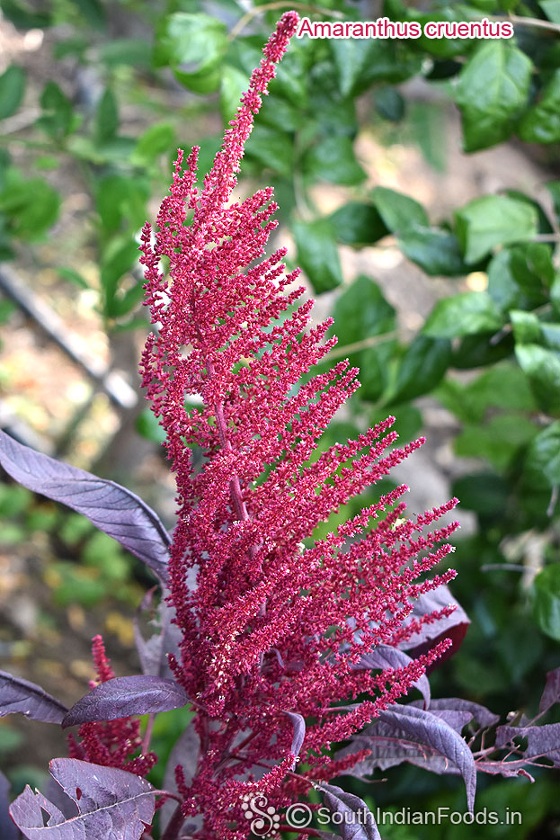 Amaranthus cruentus