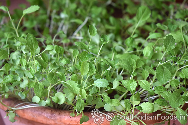 mustard leaves