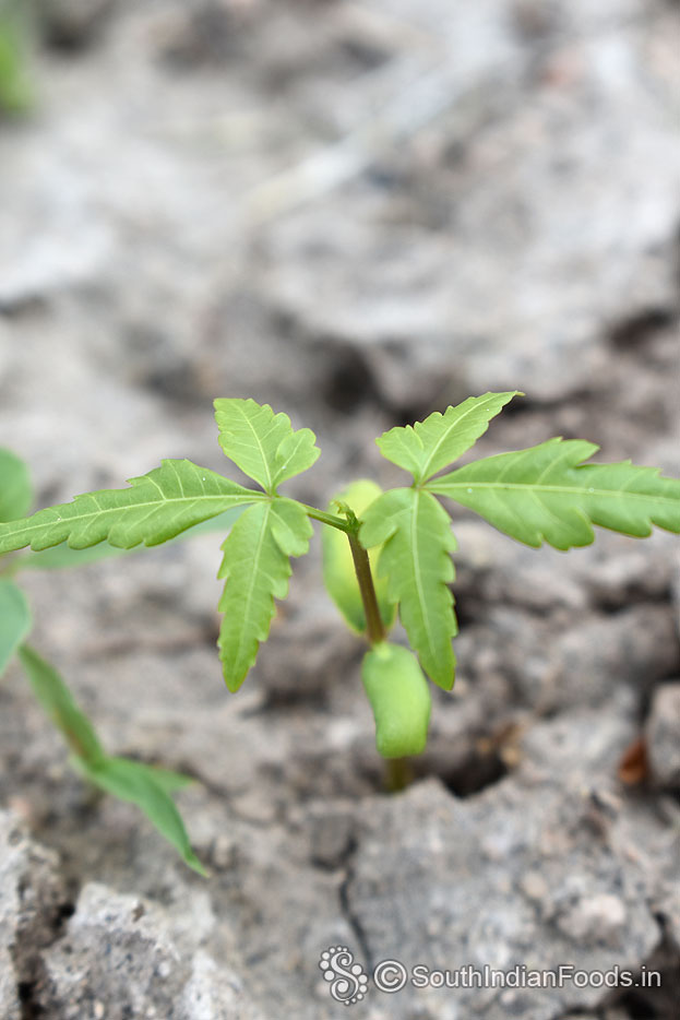 Baby neem plant