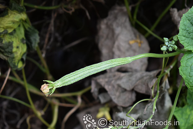 Organic ridge gourd-Baby peerkangai