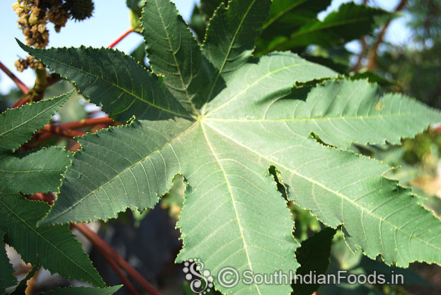 Castor oil seed plant