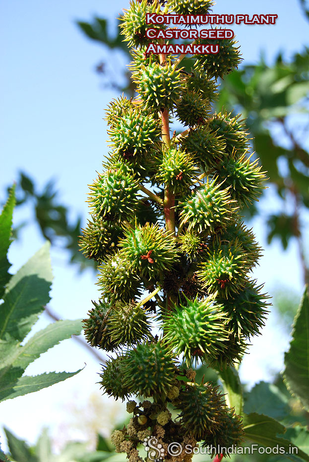 Amanakku fruits