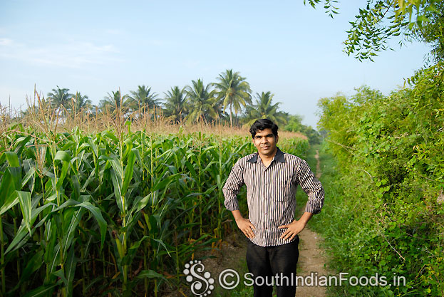 Organic corn field