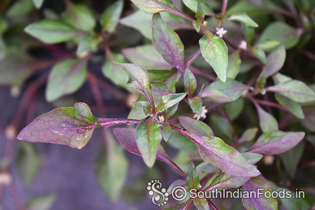 Dwarf copperleaf -Enlarge