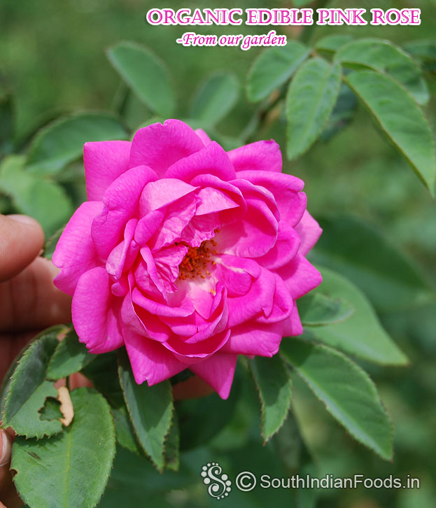 Organic rose from our garden