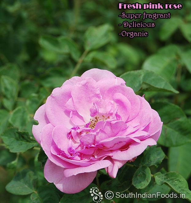 Fresh and perfect pink rose