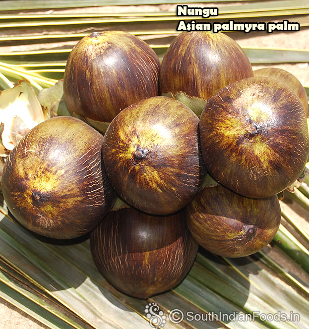 Panai maram fruit