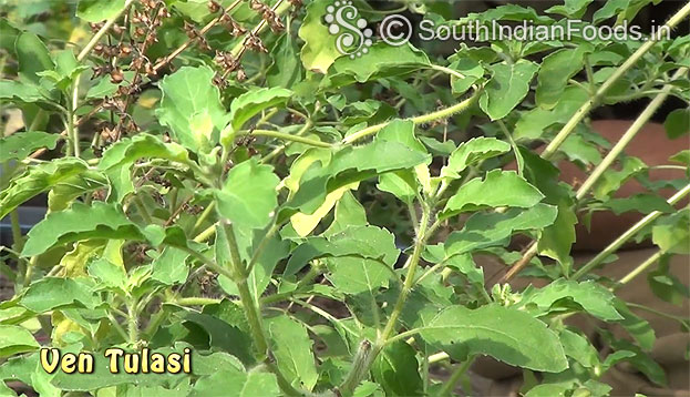 Ven tulasi / basil/ Tulsi