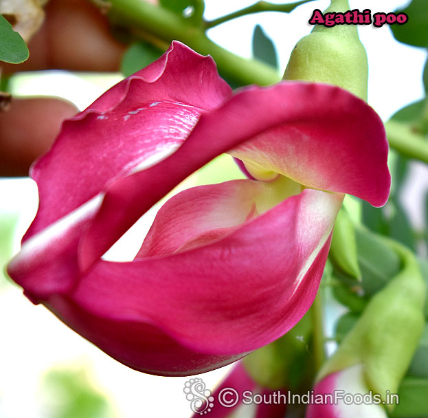 Sesbania grandiflora / agati