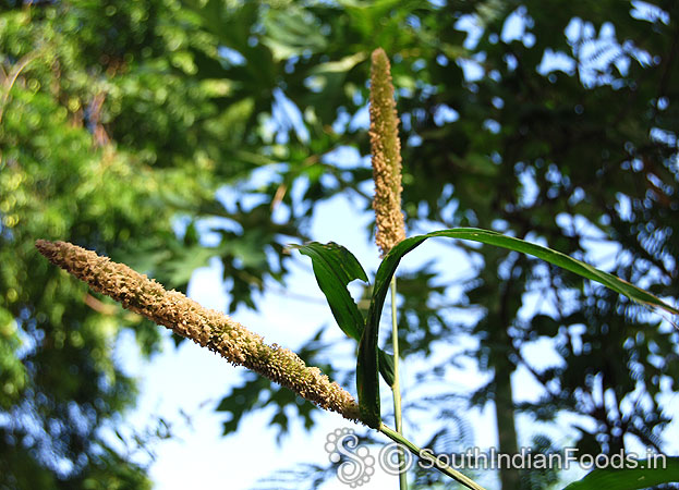Pearl millet plant