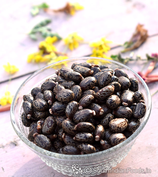 Castor oil seeds