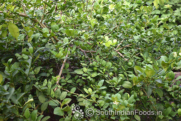 Lemon tree