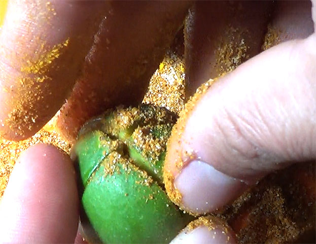 Stuff mango with red chilli powder mixture