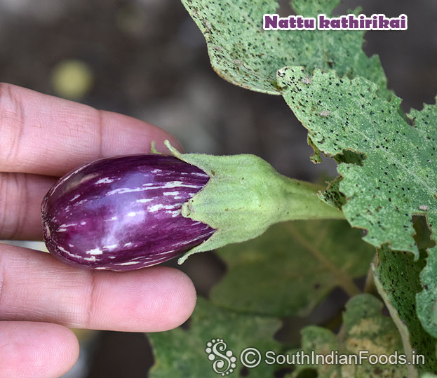 Organic brinjal