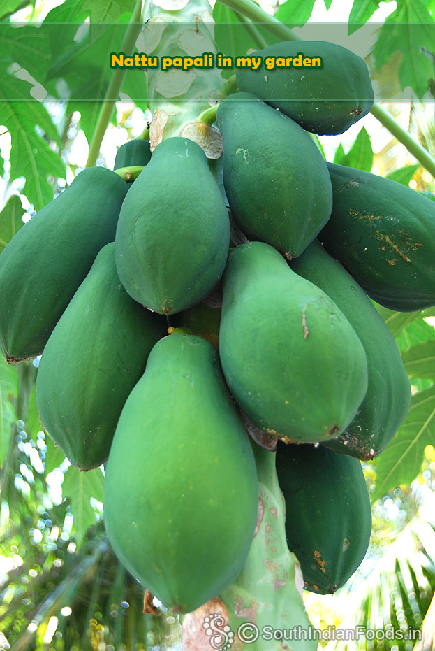 Nattu papali