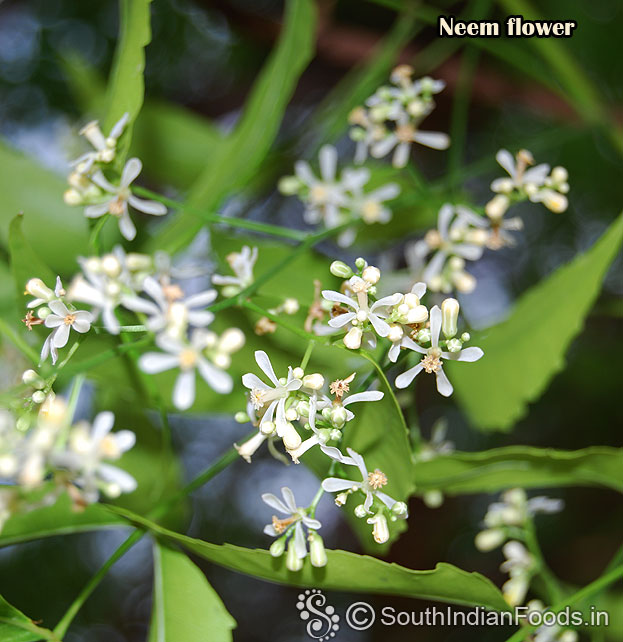 Neem flower - Veppam poo