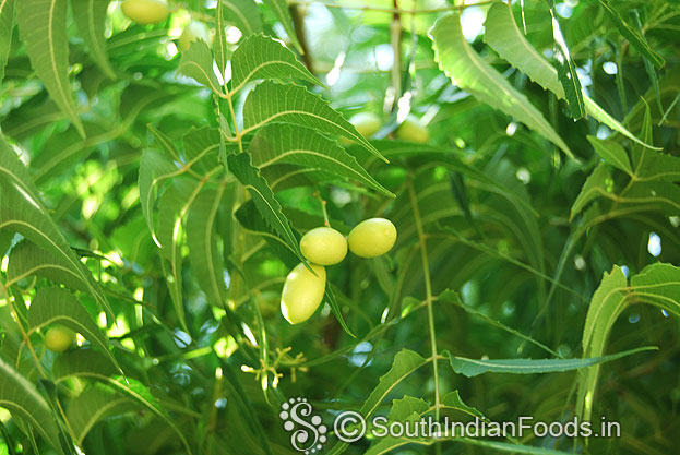 Veppan kottai-Neem fruit