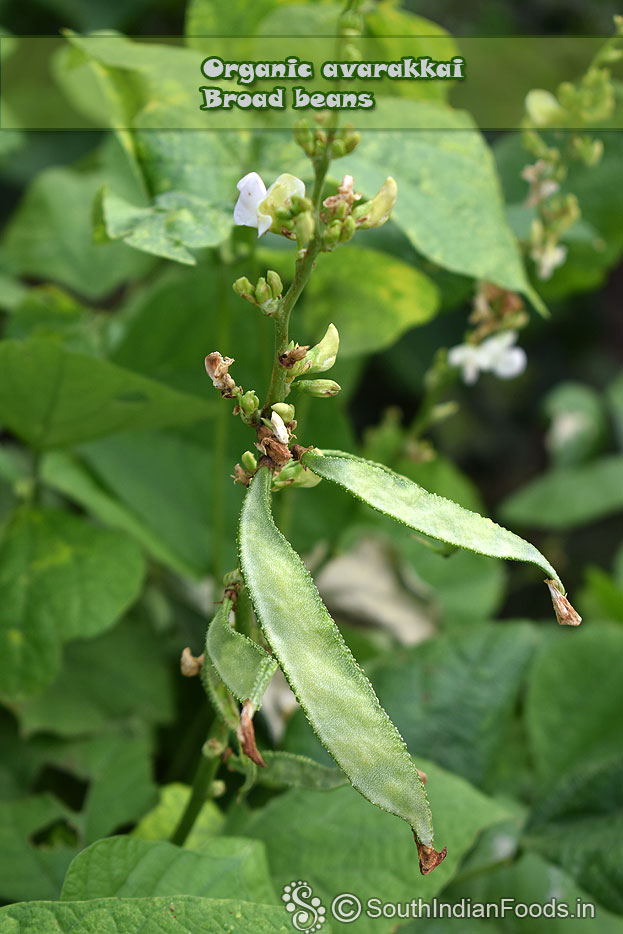 Organic broad beans