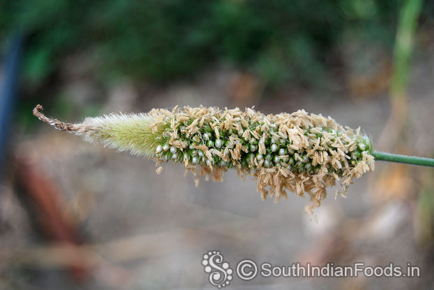 Organic bajra seeds