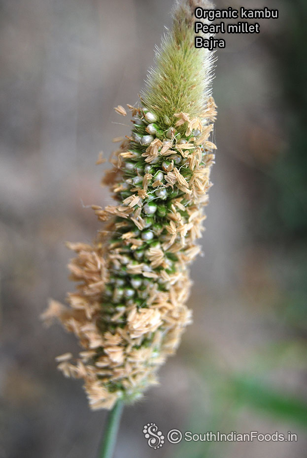 Organic kambu