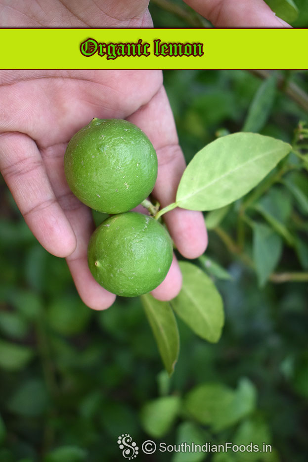 Organic lemon