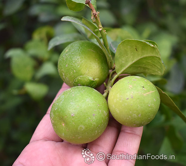 Organic Lemon