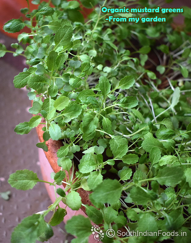 Organic baby mustard greens
