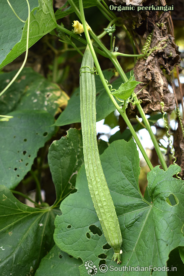 Ridge gourd plant