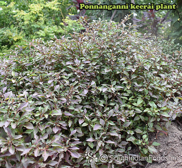 Ponnanganni keerai plant