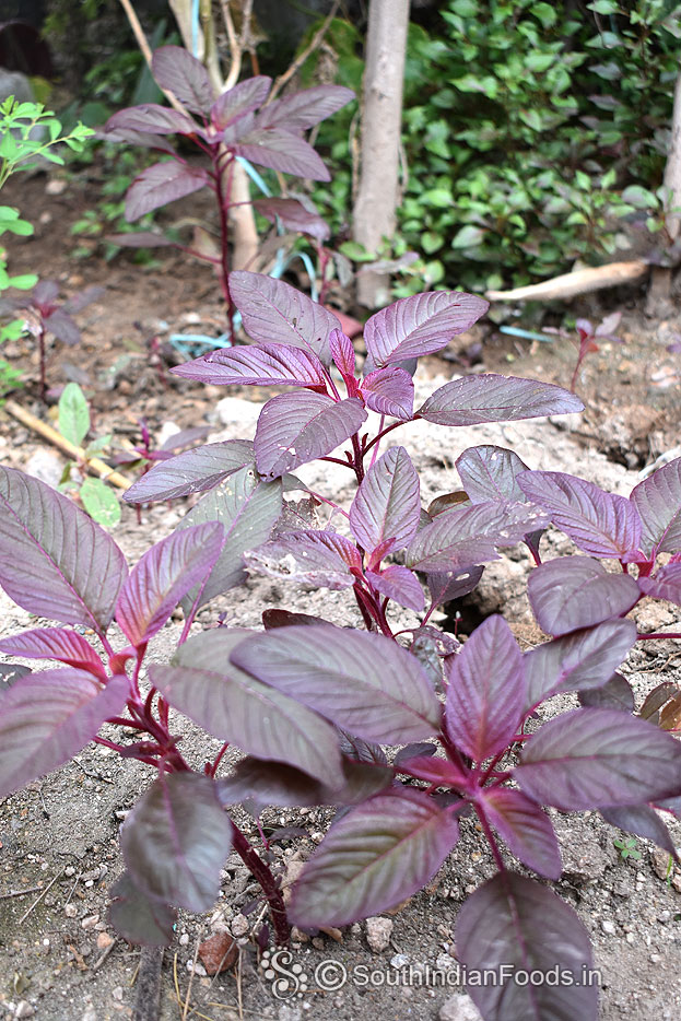 Young red spinach- from our organic garden