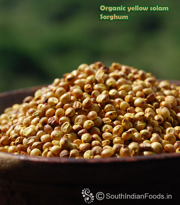 Solam / Sorghum