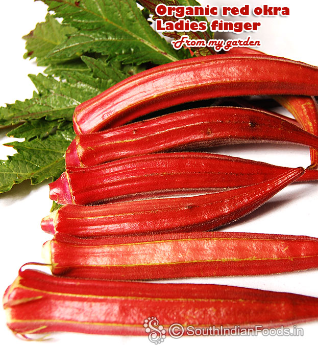 Perfect red okra