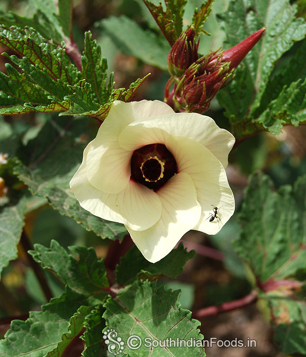 Red okra plant