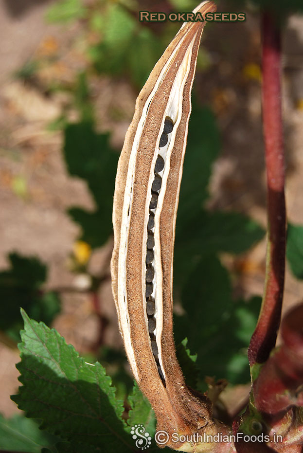 Red okra seeds