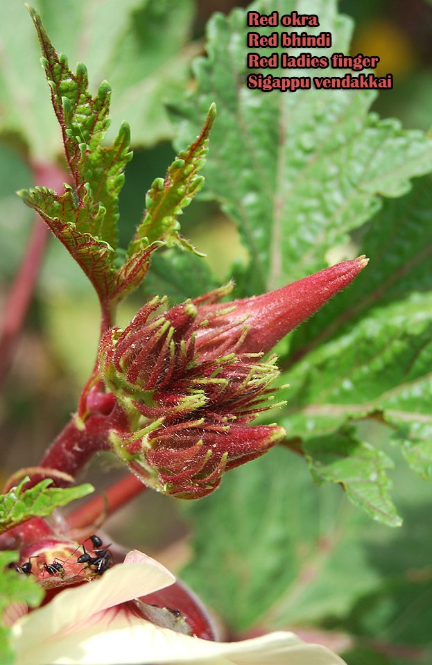 Red bhindi