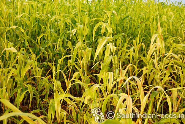 Sorghum field in our farm