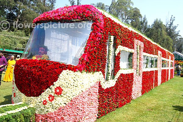 Flower shows-10 years of ooty, bangalore, yercaud, kodaikanal flower festivals