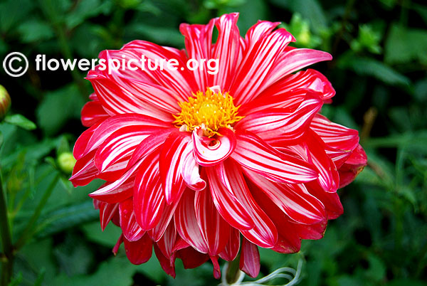 500+ dahlia varieties