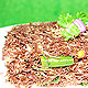 Raw mango ragi semiya 