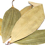 Bay leaf