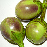 Brinjal 