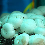 kalaan /Button mushroom