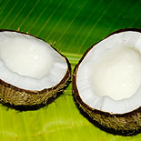 Coconut 